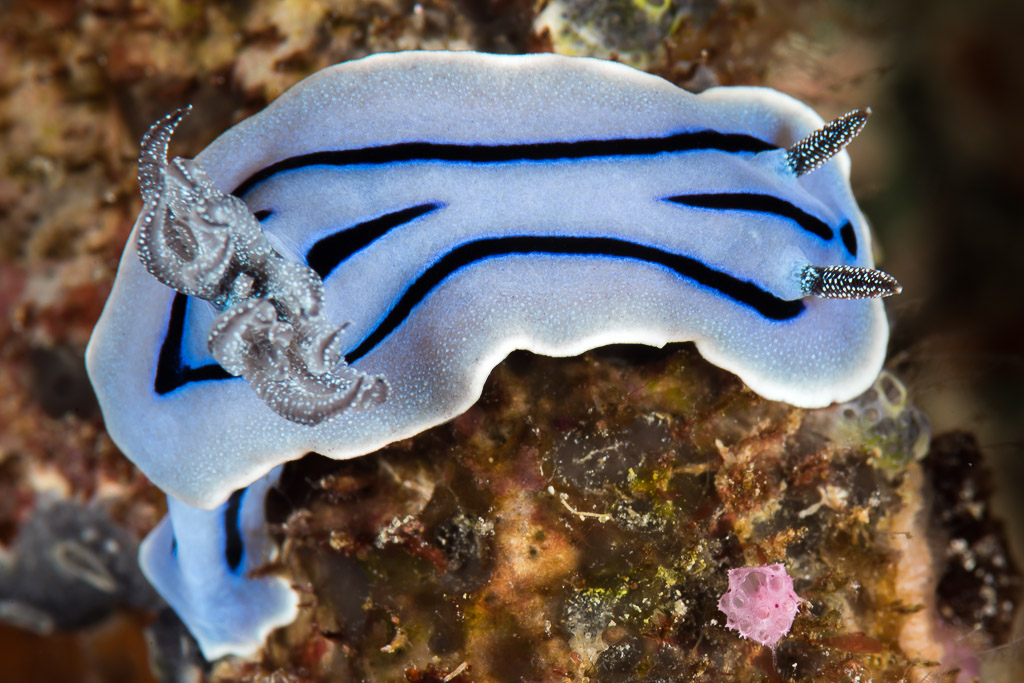 Willan's chromodoris nudibranch with black stripes crawling over the reef, Maratua, Kalimantan (Borneo), Indonesia