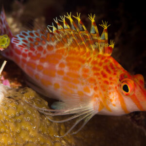 Dwarf hawkfish perched on hard coral with spotted orange body, Maratua, Kalimantan (Borneo), Indonesia
