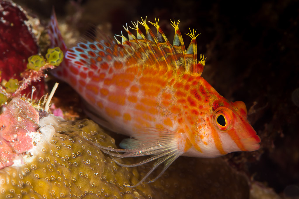 Dwarf hawkfish perched on hard coral with spotted orange body, Maratua, Kalimantan (Borneo), Indonesia