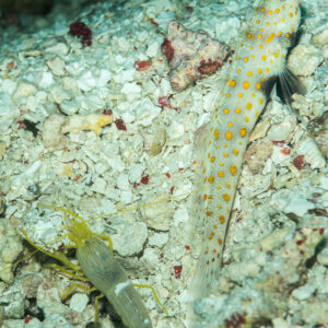 Spotted shrimpgoby beside its alpheid shrimp at their sandy burrow, vertical, Maratua, Kalimantan (Borneo), Indonesia