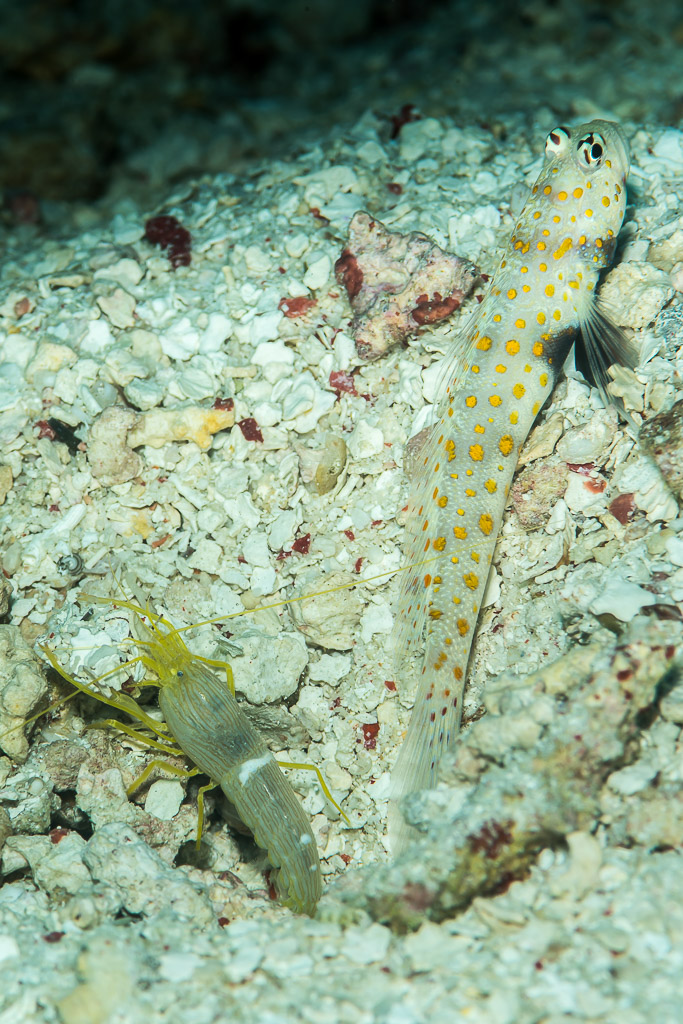 Spotted shrimpgoby beside its alpheid shrimp at their sandy burrow, vertical, Maratua, Kalimantan (Borneo), Indonesia