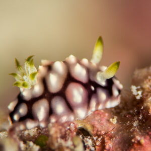Juvenile Goniobranchus geometricus nudibranch with white tubercles on pink reef, Maratua, Kalimantan (Borneo), Indonesia