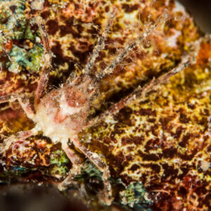 Long-legged spider crab decorated with hydroids on a mottled sponge, Maratua, Kalimantan (Borneo), Indonesia