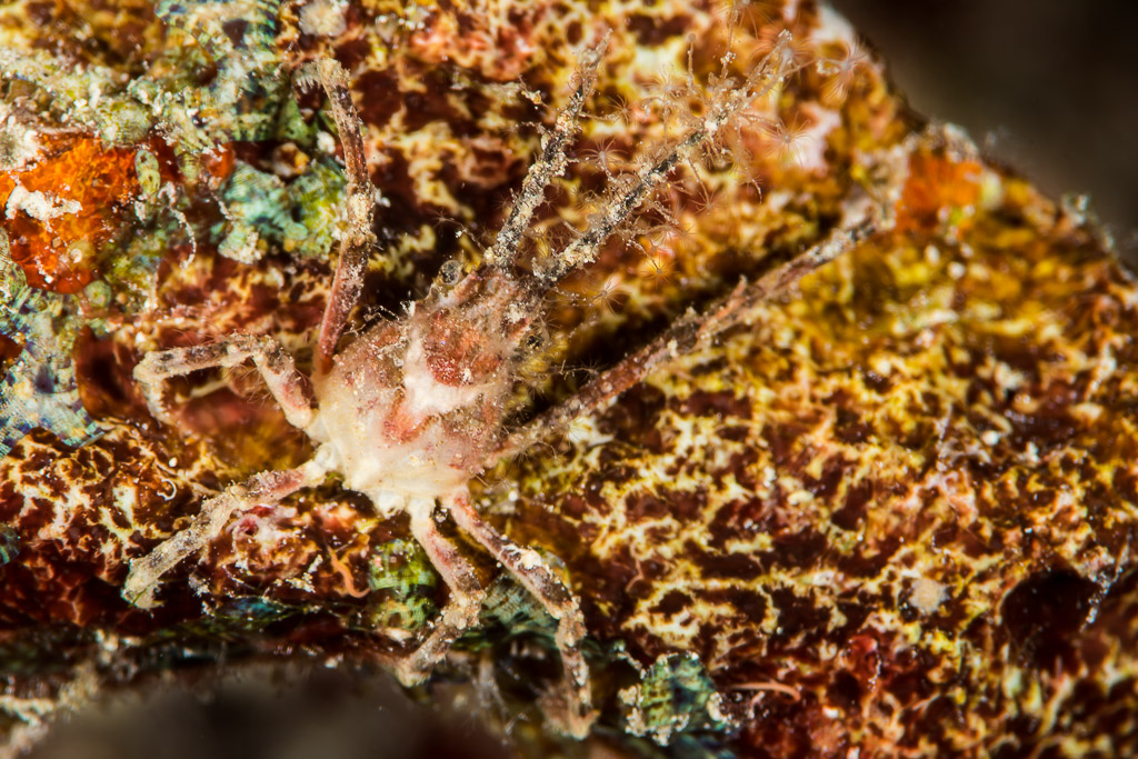 Long-legged spider crab decorated with hydroids on a mottled sponge, Maratua, Kalimantan (Borneo), Indonesia