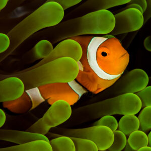 False clown anemonefish among bright green anemone tentacles, close framing, Maratua, Kalimantan (Borneo), Indonesia