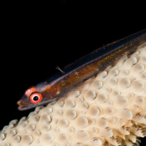 Red-eyed wire coral goby on whip coral against black background, Maratua, Kalimantan (Borneo), Indonesia
