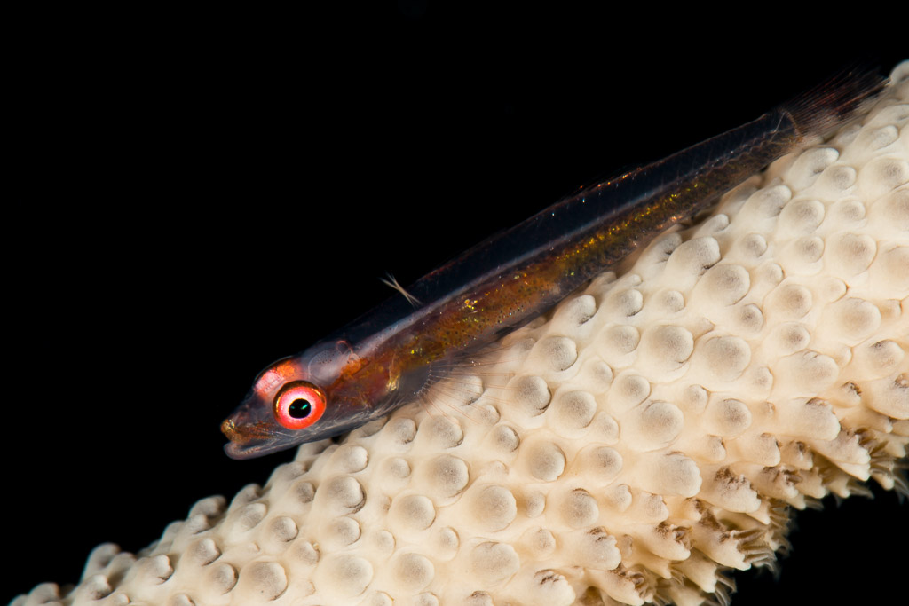 Gobie des fouets aux yeux rouges sur un corail fouet, fond noir, Maratua, Kalimantan (Bornéo), Indonésie