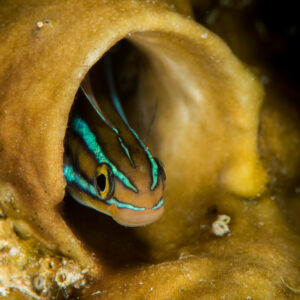 Juvenile bluestriped fangblenny peering out of a sponge hole, Maratua, Kalimantan (Borneo), Indonesia