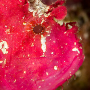 Magenta leaf scorpionfish head and eye, vertical close-up, Maratua, Kalimantan (Borneo), Indonesia