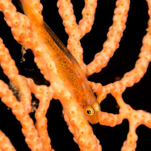 Large whip goby along an orange sea fan branch on black, vertical, Maratua, Kalimantan (Borneo), Indonesia