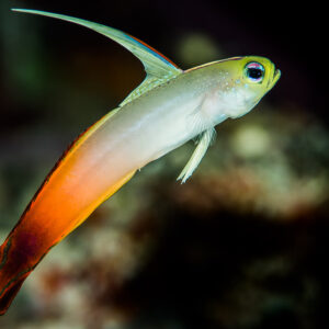 Fire dartfish swimming upward diagonally with long dorsal spine, Maratua, Kalimantan (Borneo), Indonesia