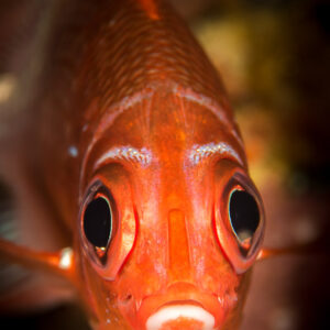 Red squirrelfish facing the camera with large eyes, vertical portrait, Maratua, Kalimantan (Borneo), Indonesia