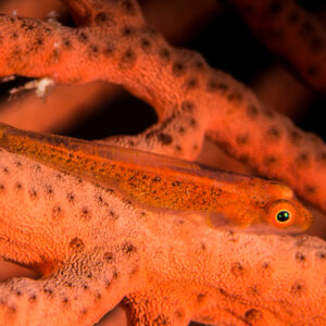 Large whip goby resting on an orange gorgonian branch, horizontal, Maratua, Kalimantan (Borneo), Indonesia