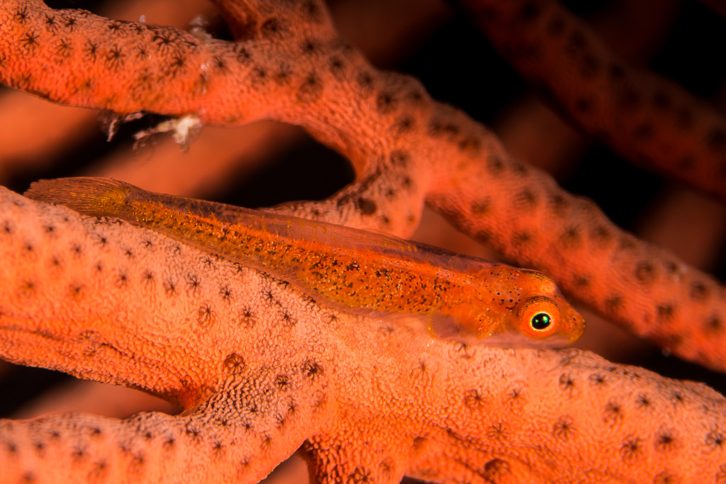 Large whip goby resting on an orange gorgonian branch, horizontal, Maratua, Kalimantan (Borneo), Indonesia