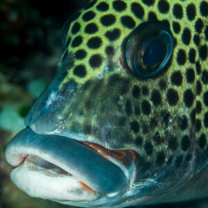 Many-spotted sweetlips head with thick lips and dark spots, vertical, Maratua, Kalimantan (Borneo), Indonesia