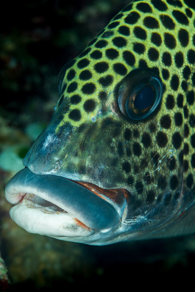 Many-spotted sweetlips head with thick lips and dark spots, vertical, Maratua, Kalimantan (Borneo), Indonesia