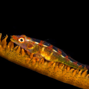 Wire coral goby with orange spots on whip coral polyps, side view on black, Maratua, Kalimantan (Borneo), Indonesia