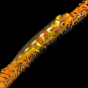 Wire coral goby climbing a diagonal whip coral on black, vertical, Maratua, Kalimantan (Borneo), Indonesia