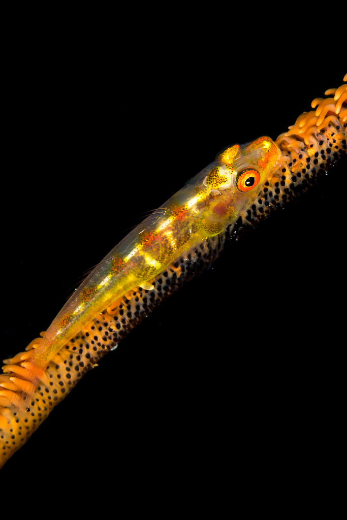 Wire coral goby climbing a diagonal whip coral on black, vertical, Maratua, Kalimantan (Borneo), Indonesia