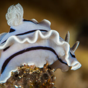 Chromodoris de Willan au manteau ondulé et branchies dressées sur une éponge, Maratua, Kalimantan (Bornéo), Indonésie