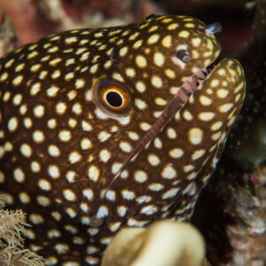 White-spotted whitemouth moray head peering from a reef crevice, Maratua, Kalimantan (Borneo), Indonesia
