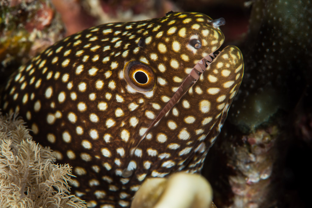White-spotted whitemouth moray head peering from a reef crevice, Maratua, Kalimantan (Borneo), Indonesia