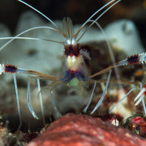 Banded coral shrimp facing the camera with long white antennae, Maratua, Kalimantan (Borneo), Indonesia