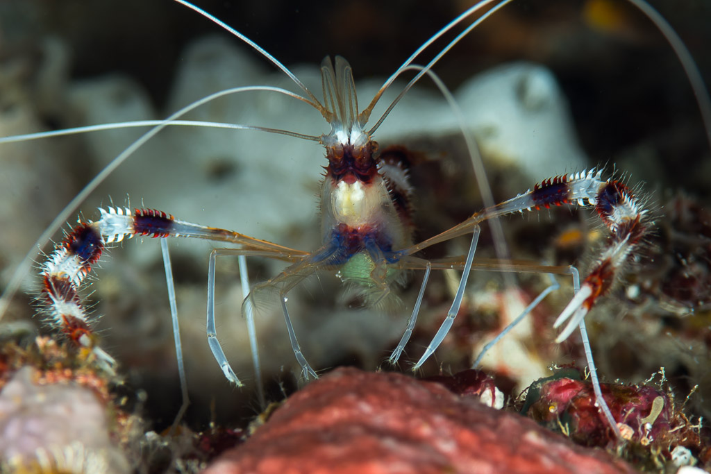 Banded coral shrimp facing the camera with long white antennae, Maratua, Kalimantan (Borneo), Indonesia