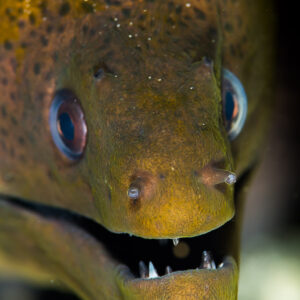 Giant moray head with open mouth showing teeth, vertical, Maratua, Kalimantan (Borneo), Indonesia