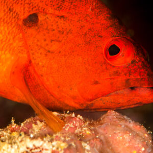 Bright red grouper resting on the reef, head close-up, Maratua, Kalimantan (Borneo), Indonesia