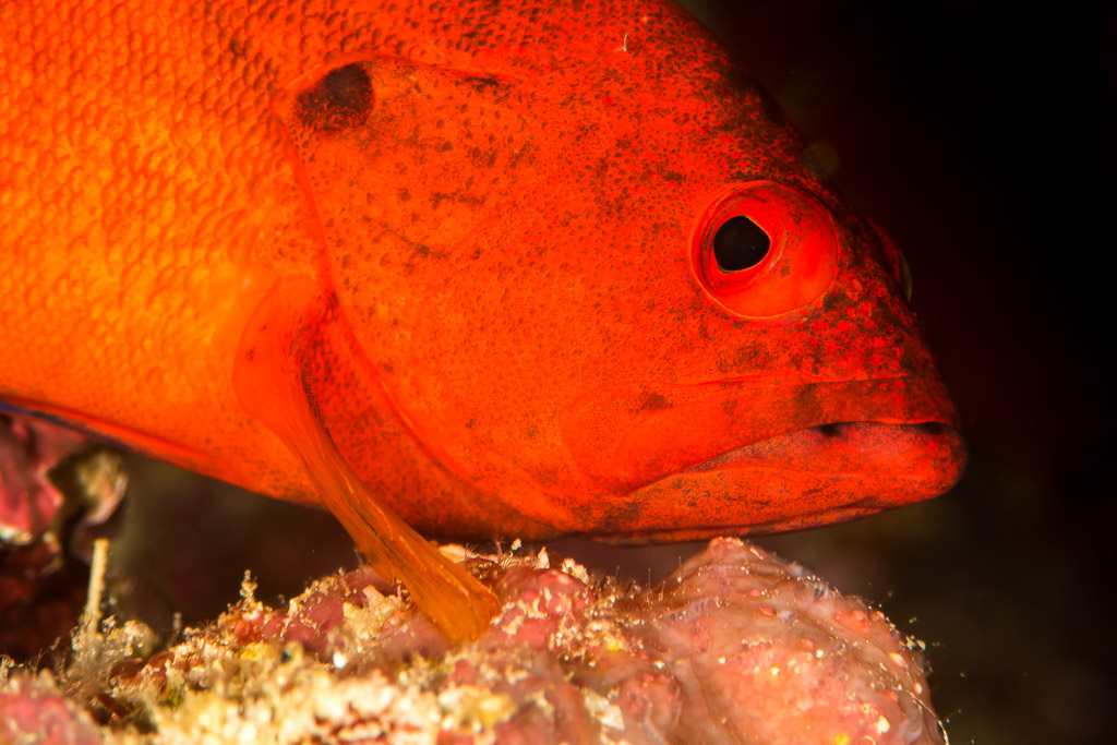 Mérou rouge vif posé sur le récif, gros plan de la tête, Maratua, Kalimantan (Bornéo), Indonésie
