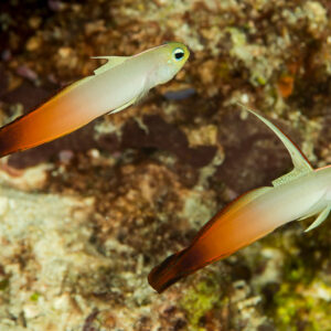 Pair of fire dartfish hovering above the reef, Maratua, Kalimantan (Borneo), Indonesia