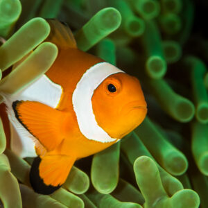 False clown anemonefish close-up in front of green anemone tentacles, Maratua, Kalimantan (Borneo), Indonesia
