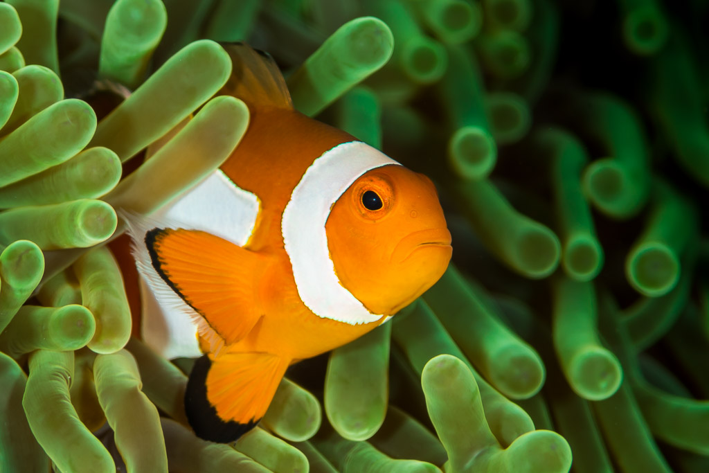 False clown anemonefish close-up in front of green anemone tentacles, Maratua, Kalimantan (Borneo), Indonesia