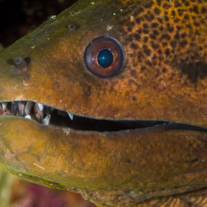 Giant moray head with open jaws, horizontal close-up, Maratua, Kalimantan (Borneo), Indonesia
