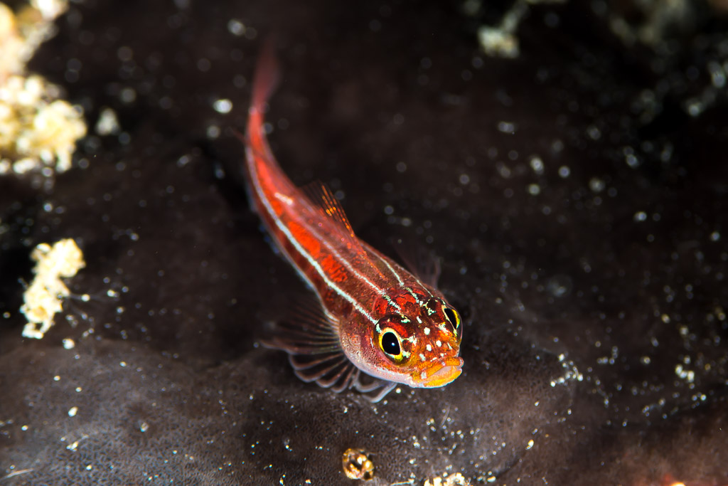 Triptérygion rayé au corps rouge et lignes blanches posé sur une éponge sombre, Maratua, Kalimantan (Bornéo), Indonésie