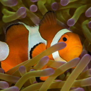 Two false clown anemonefish nestled in purple-tipped anemone tentacles, Maratua, Kalimantan (Borneo), Indonesia