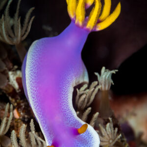 Purple Hypselodoris nudibranch with yellow gills and white-edged mantle, vertical, Maratua, Kalimantan (Borneo), Indonesia