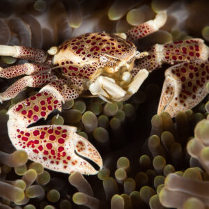 Spotted porcelain crab with red-dotted claws in a carpet anemone, Maratua, Kalimantan (Borneo), Indonesia