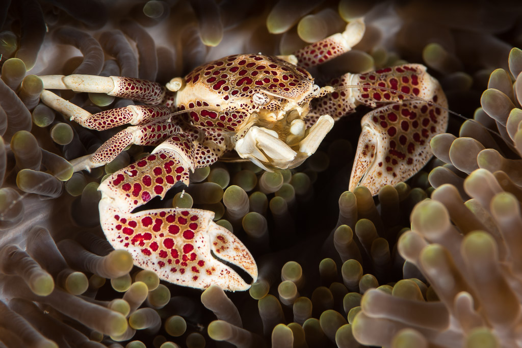 Spotted porcelain crab with red-dotted claws in a carpet anemone, Maratua, Kalimantan (Borneo), Indonesia