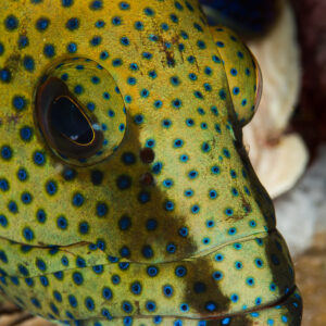 Head close-up of a yellow-green grouper covered in blue spots, vertical, Maratua, Kalimantan (Borneo), Indonesia