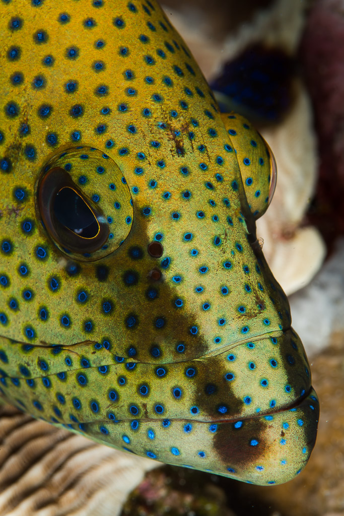 Head close-up of a yellow-green grouper covered in blue spots, vertical, Maratua, Kalimantan (Borneo), Indonesia