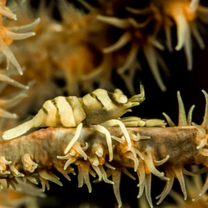 Anker's whip coral shrimp camouflaged on a whip coral with polyps, Maratua, Kalimantan (Borneo), Indonesia