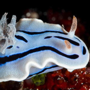 Willan's chromodoris nudibranch side view on red sponge, gills raised, Maratua, Kalimantan (Borneo), Indonesia