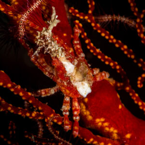 Spider crab clinging to red gorgonian branches dotted with polyps, Maratua, Kalimantan (Borneo), Indonesia