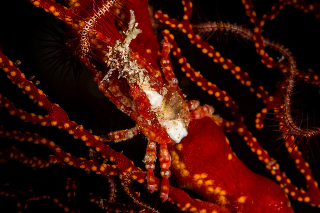 Spider crab clinging to red gorgonian branches dotted with polyps, Maratua, Kalimantan (Borneo), Indonesia
