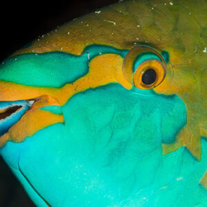 Greenthroat parrotfish head with turquoise and orange pattern, close-up, Maratua, Kalimantan (Borneo), Indonesia