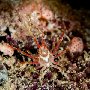 Spindly spider crab with red-banded legs on encrusted reef, Maratua, Kalimantan (Borneo), Indonesia