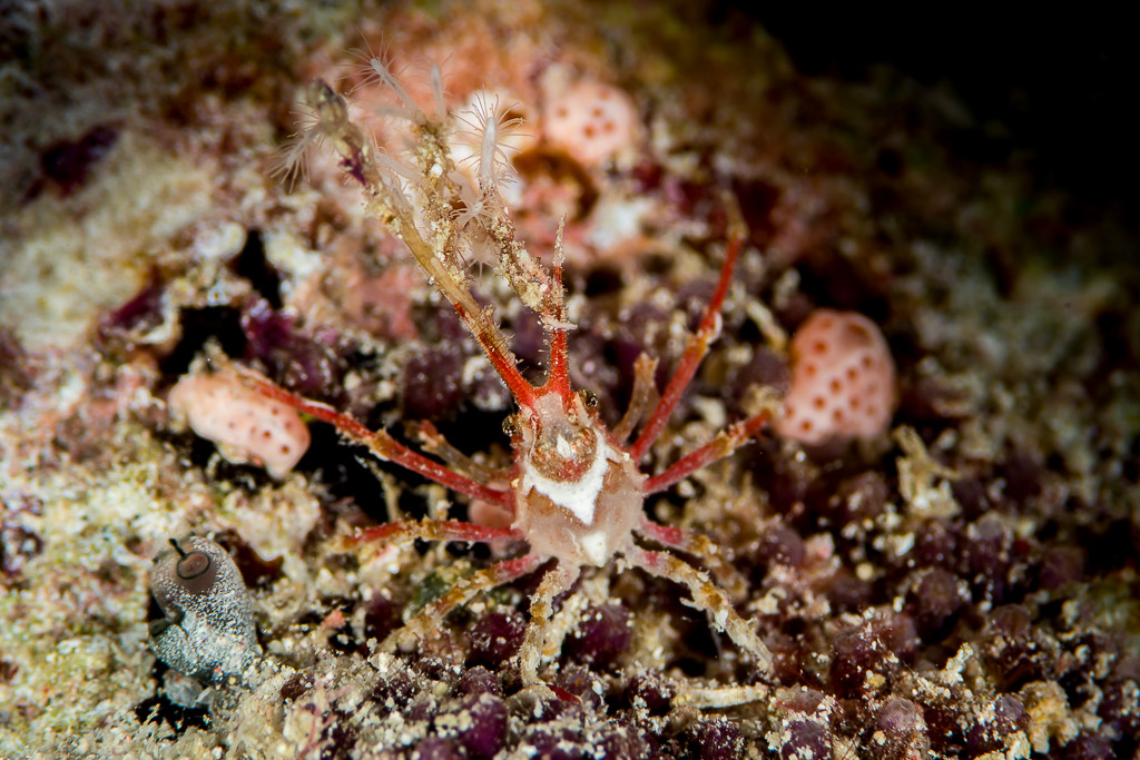 Spindly spider crab with red-banded legs on encrusted reef, Maratua, Kalimantan (Borneo), Indonesia
