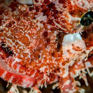 Red tasselled scorpionfish eye and lips, extreme close-up, Maratua, Kalimantan (Borneo), Indonesia